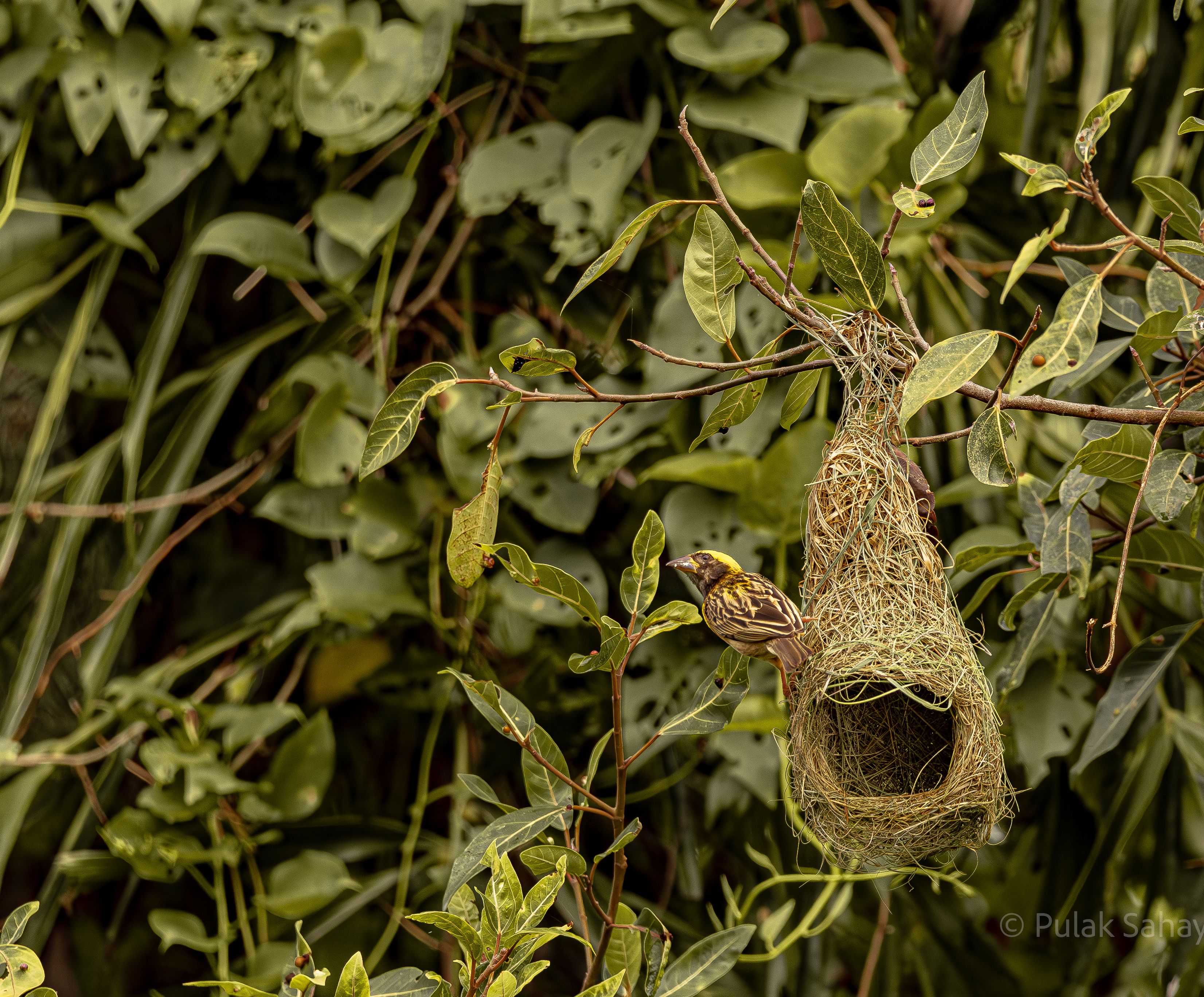 Weaver bird on nest